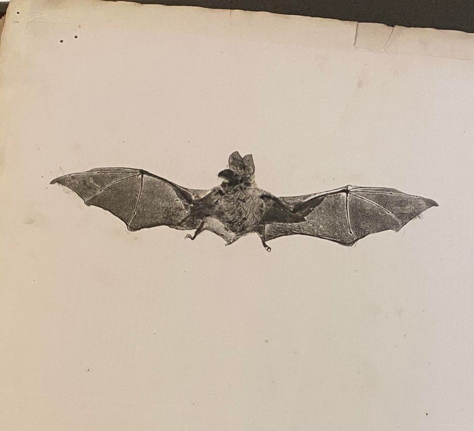A nature-printed bat